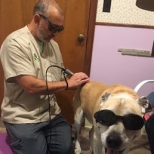 Dog receiving arthritis laser treatment. | What Treatments can Help My Pet's Arthritis Top 6 Treatments