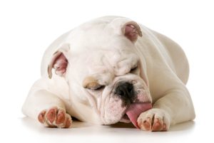 Why do dogs lick their paws? Top 5 reasons