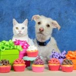 Dog and cat with gifts. Top 20 best gift ideas for dogs and cats.