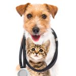 Pet Wellness Day, Friday, May 31, 2024