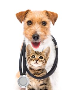 Pet Wellness Day, Friday, May 31, 2024