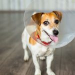 Soft Tissue Surgery for Pets