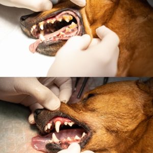 Before and After Pictures of Dental Cleaning of Dog