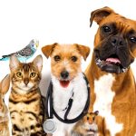 Preventative Care for Your Pets