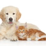 New Puppy and Kitten Wellness Care