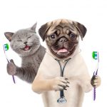 Celebrate Your Pet Valentine's Day with a Healthy Smile!