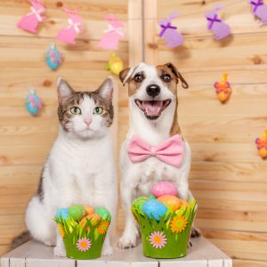 Egg-citing April Pet Specials