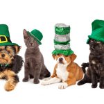 Lucky Paws Preventative Care for Healthy and Happy Pet